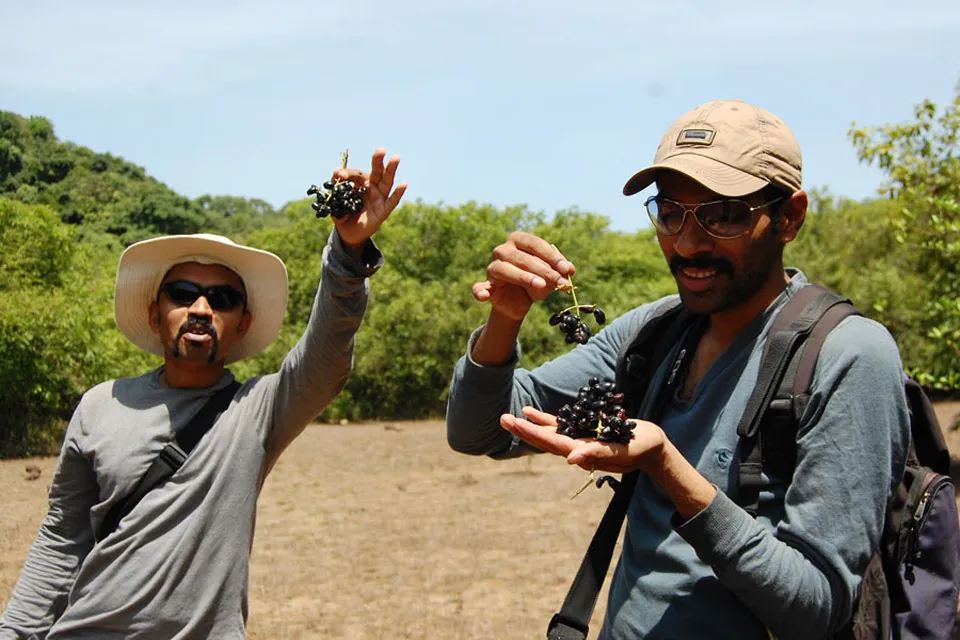 रानमेवा