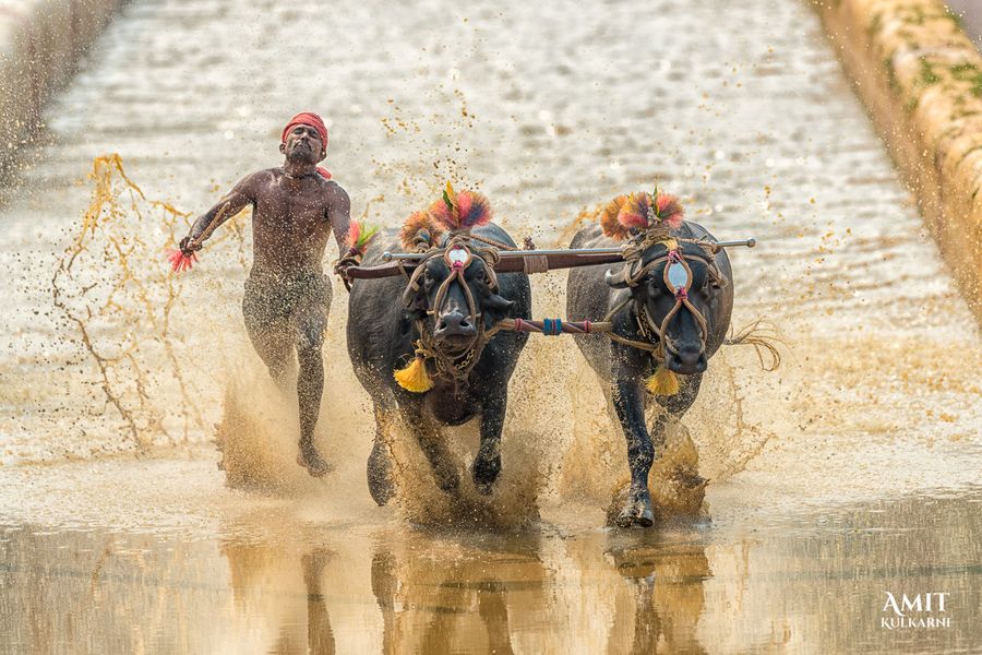Featured image for post: Kambala - The Buffalo festival