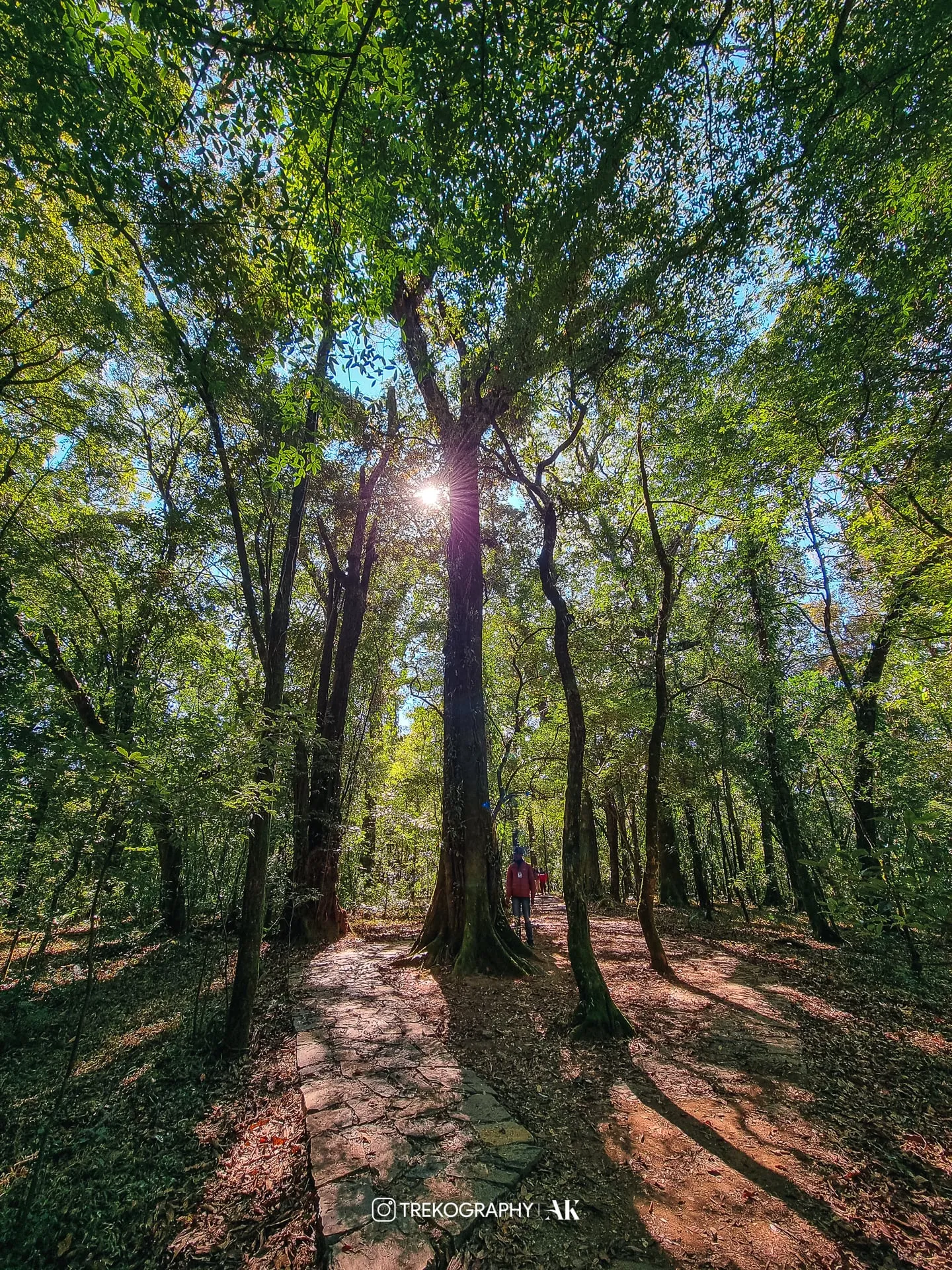 Inside Sacred Groves