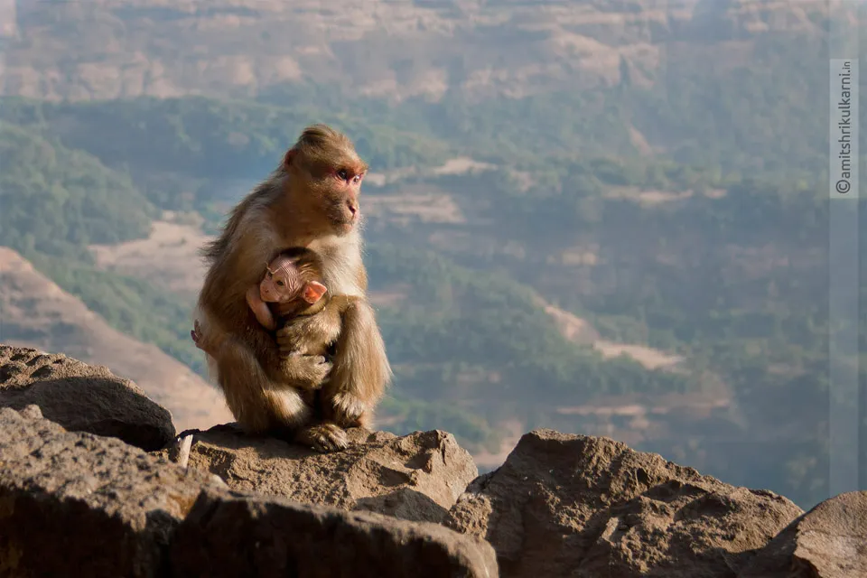 Be aware of monkeys of Ratangad