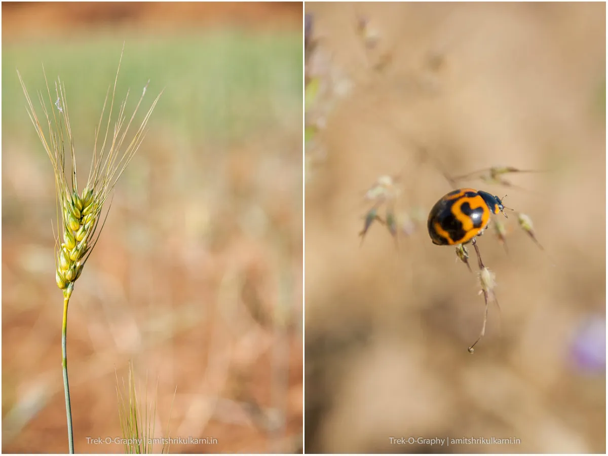समृद्ध निसर्ग