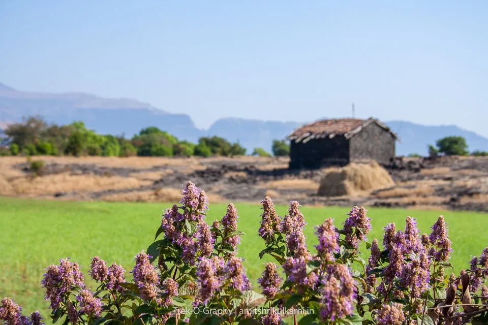साम्रद गाव