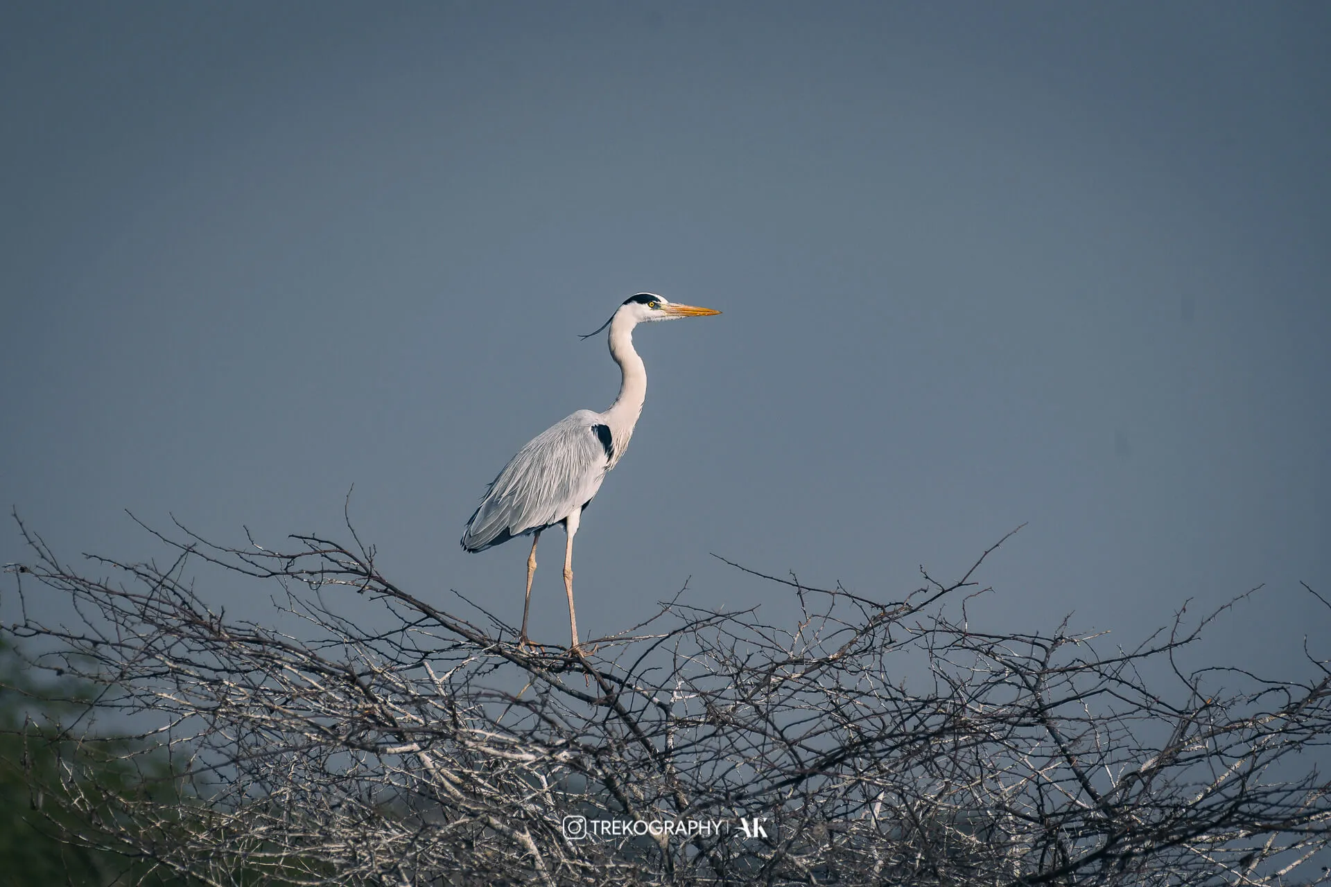 Grey Heron
